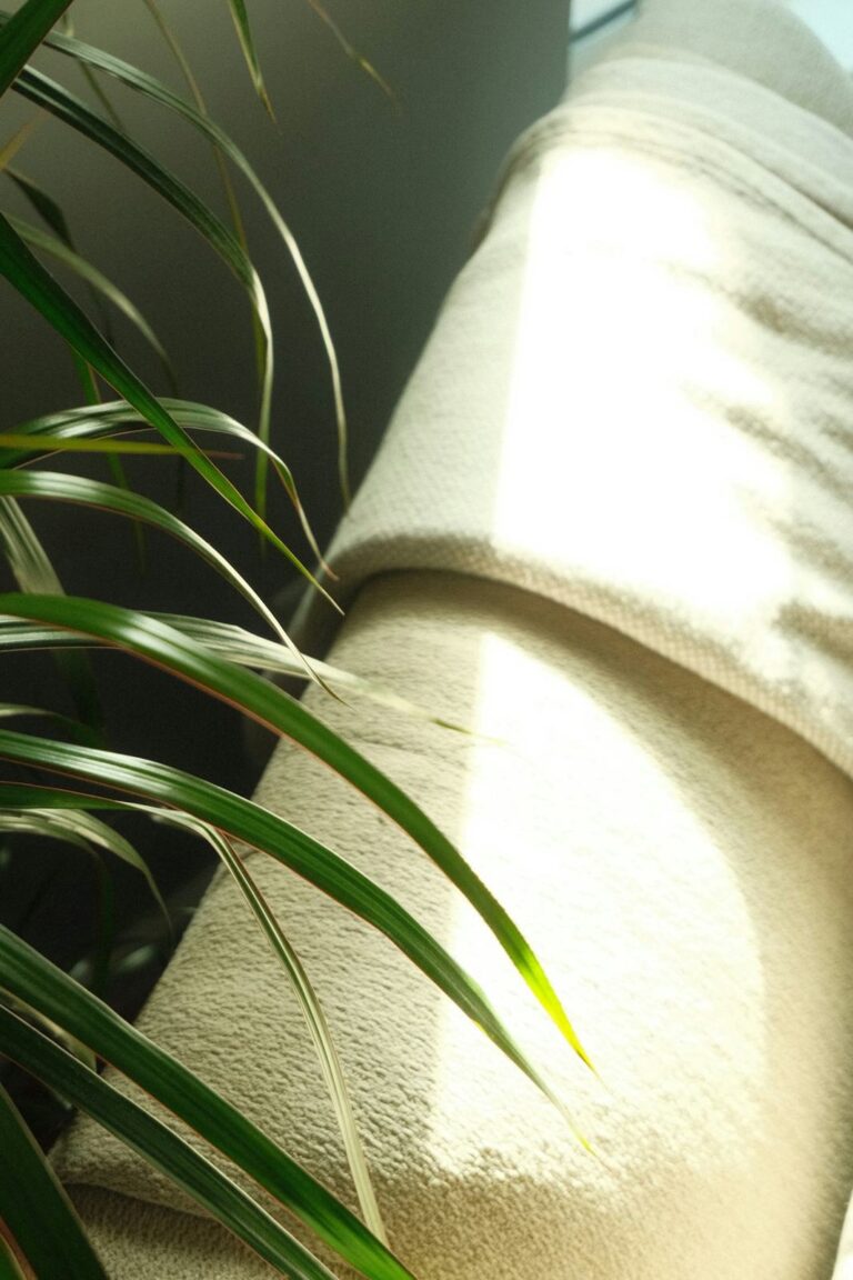 Calm room with plants and soft fabric, ready for a home massage